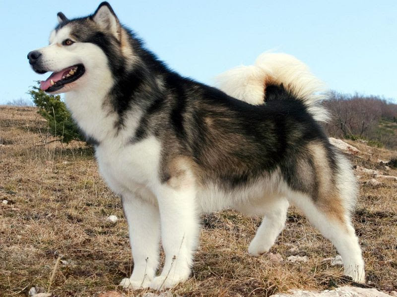 Alaska Malamute hond prijs. Malamute geschiedenis, karakter, kenmerken