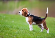 Beagle hond prijs. Beagle karakter en kenmerken. Beagle pups te koop