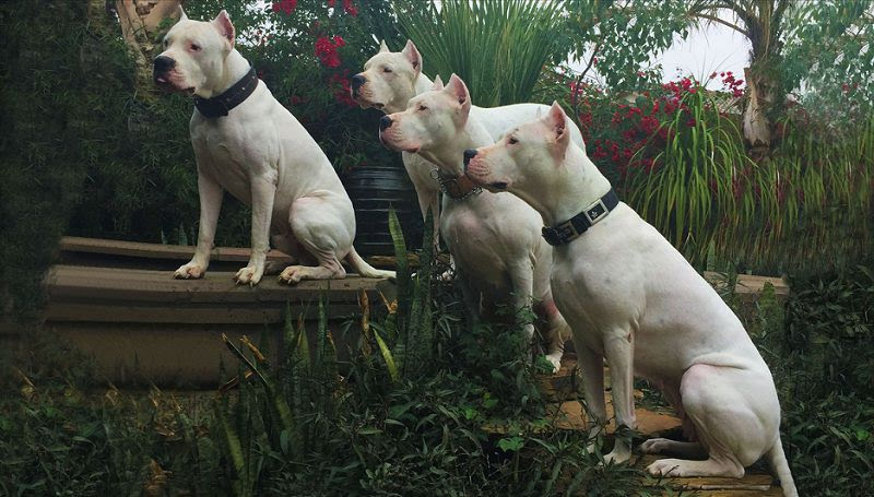 Argentijnse Dog prijs. Kenmerken, geschiedenis van de Dogo Argentino