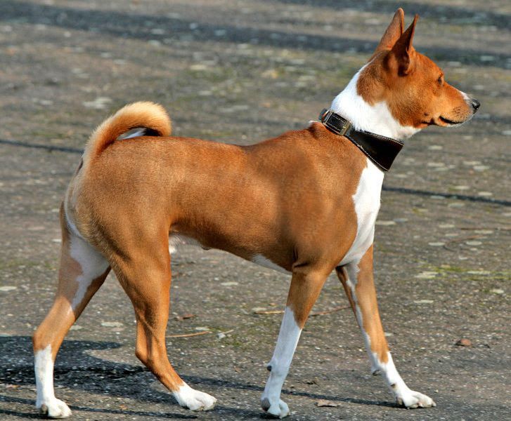 Basenji pup prijs. Uiterlijk, Persoonlijkheid, Geschiedenis van Basenji hond