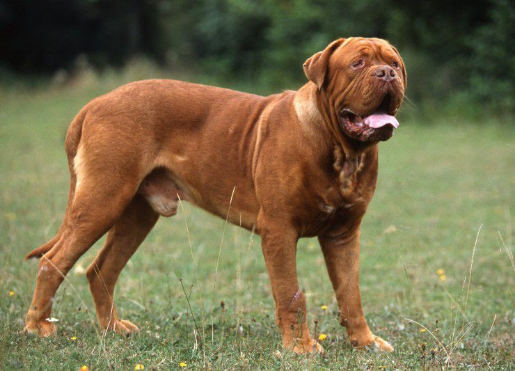 Bordeaux Dog pup prijs. Bordeaux Dog Kenmerken en Geschiedenis 