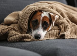 Stress verminderen bij honden: tips om je hond te kalmeren