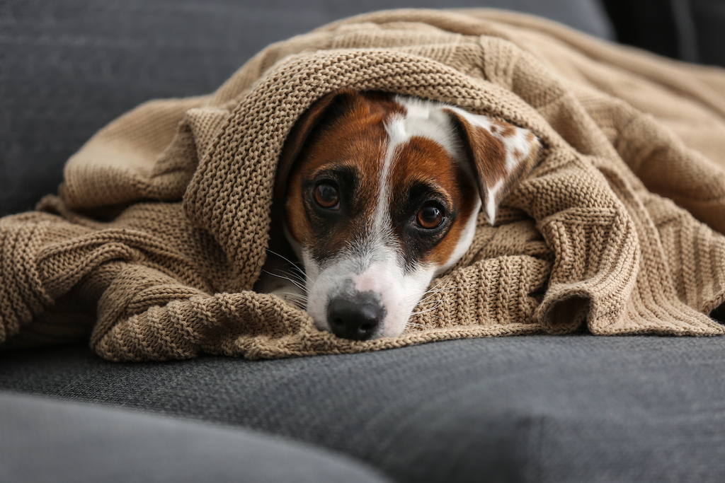 Stress verminderen bij honden: tips om je hond te kalmeren