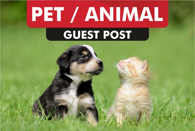 Pet Blog Guest Post. Write for Us - Submit A Guest Post to Pet Blog