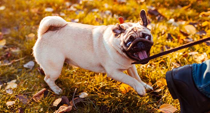 Are Pugs Aggressive Towards Human and Other Dogs