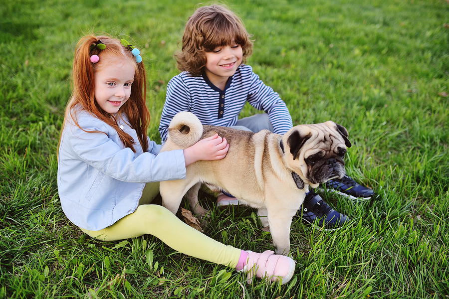Are Pugs Good Dogs for Families With Kids