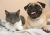 Do Pugs Get Along With Cats? How To Introduce Pugs To Cats?