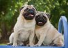 Male Vs Female Pug Which Is Right For You