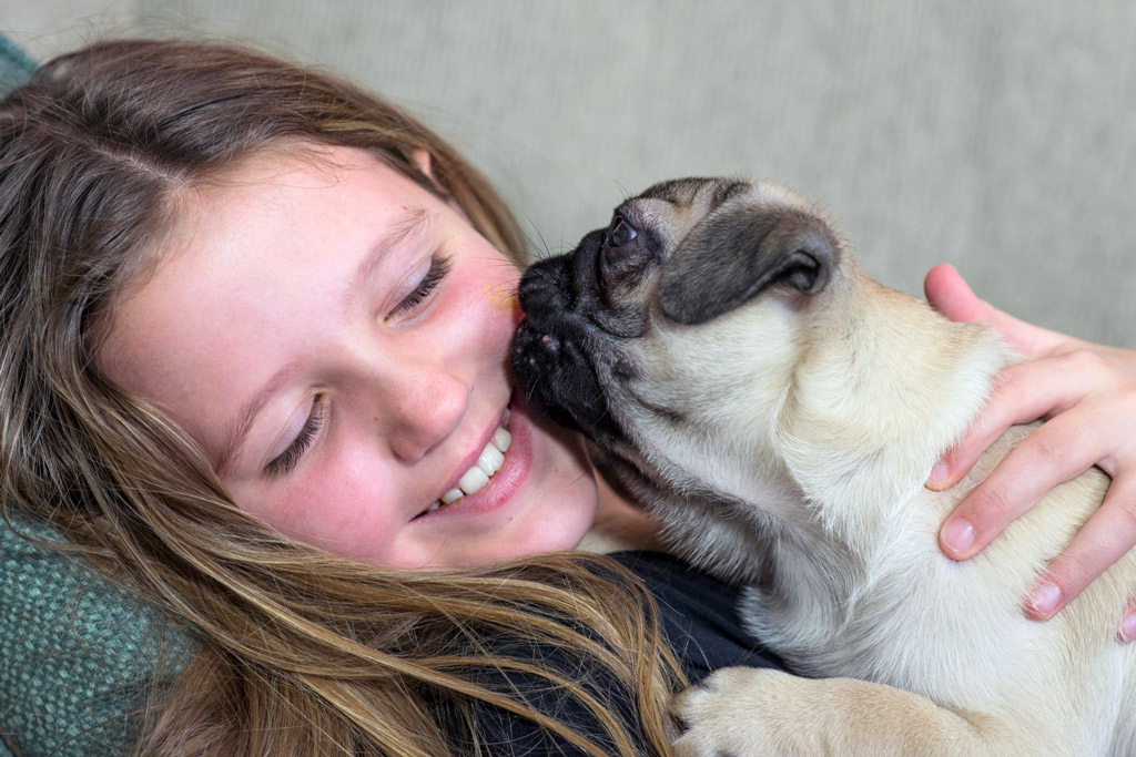 Why Do Pugs Lick So Much and How to Prevent It