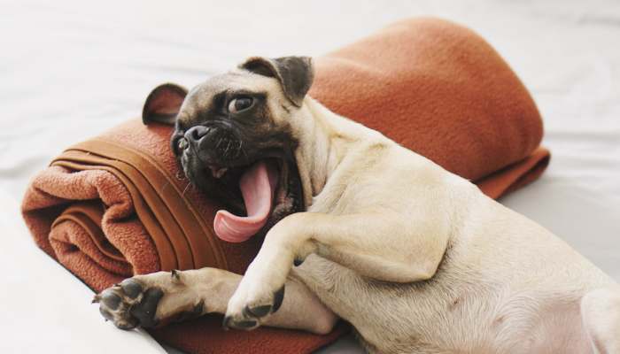 Why Do Pugs Lick So Much and How to Prevent It