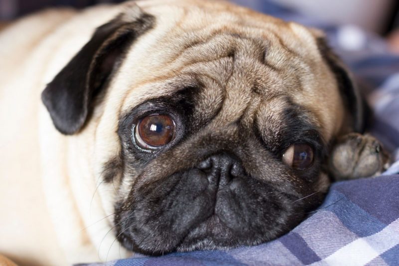 Why Do Pugs Look Unhappy