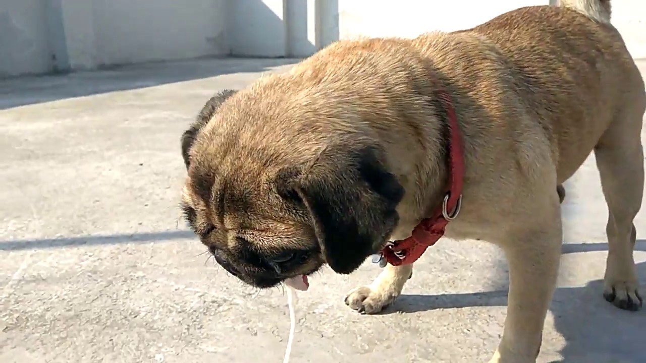 Why Is My Pug Throwing Up and How To Help