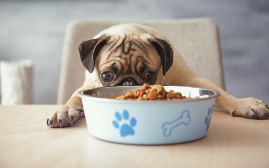 Why Pugs Always Want To Eat? Why Is My Pug Always Hungry?