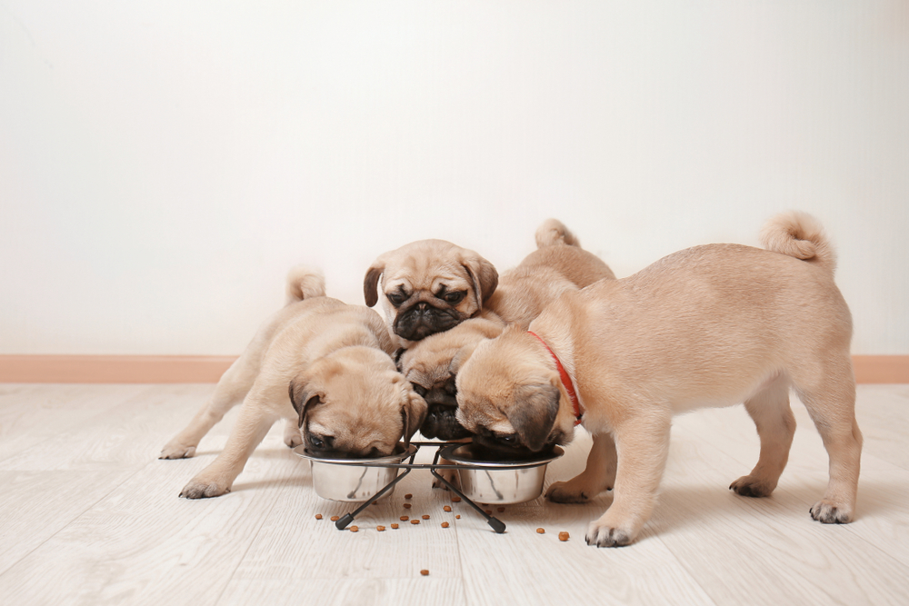 Why Pugs Always Want To Eat? Why Is My Pug Always Hungry?