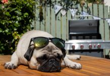 Why hot weather is especially dangerous for Pugs and Bulldogs