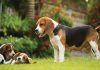 How much does a beagle puppy cost? Beagle dog price