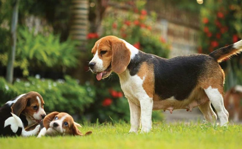 How much does a beagle puppy cost? Beagle dog price