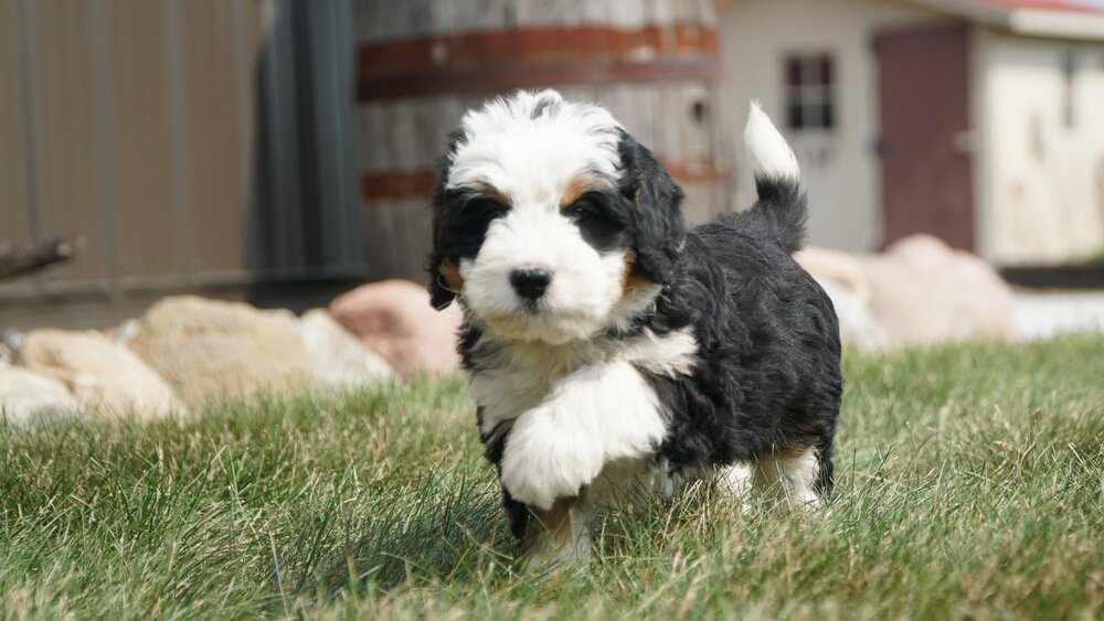 The Best Bernedoodle Breeders Around The World