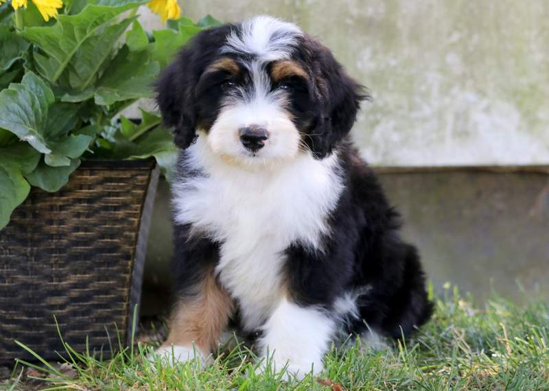 The Best Bernedoodle Breeders Around The World