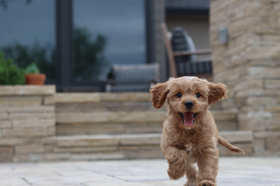 How Much Should a Cavapoo Puppy Cost