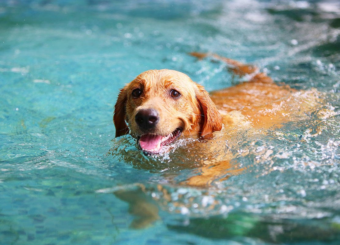 Swimming With Your Dog; Safety Guidelines You Must Know