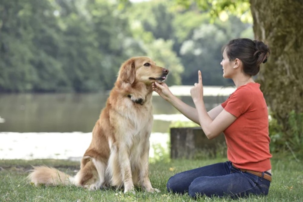 Dog Obedience Training in the Bay Area