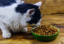 Cat Feed Palatants