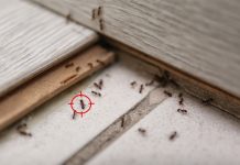 How Do Pests Get In My Home?