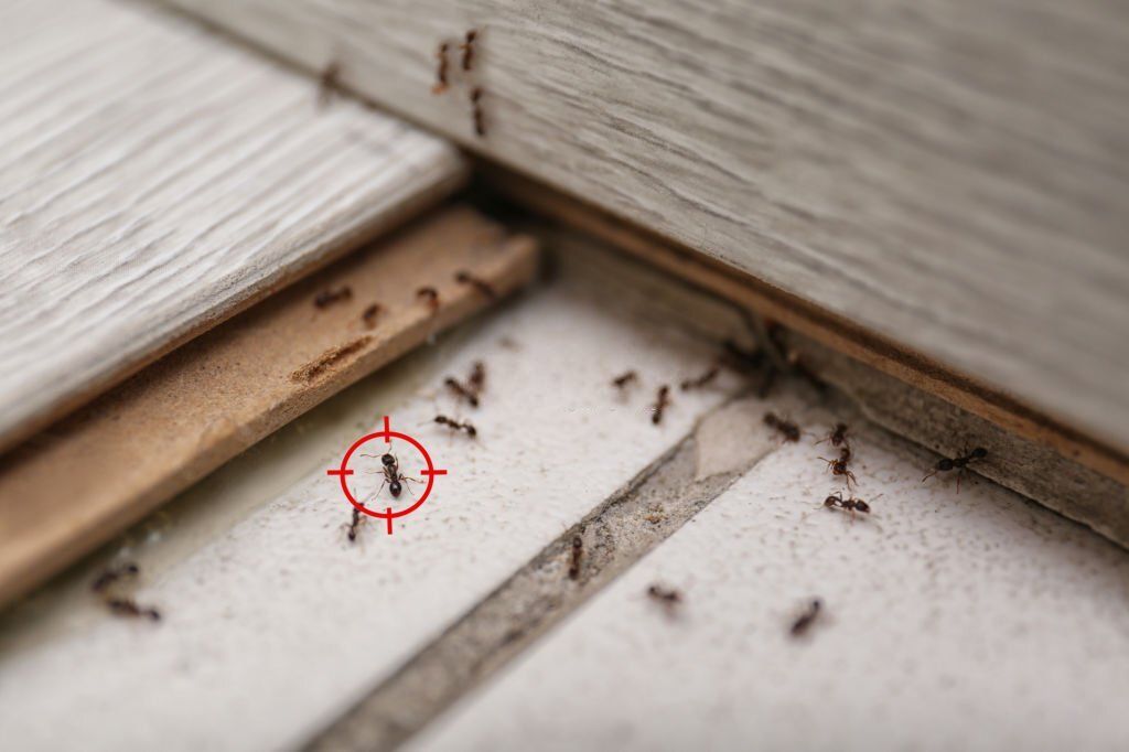 How Do Pests Get In My Home?