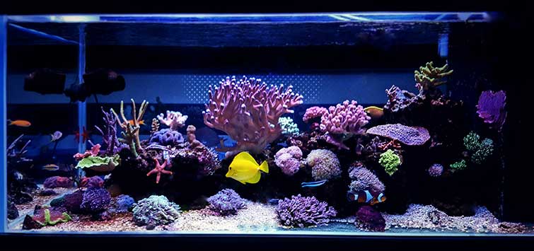 How to Mix Saltwater for an Aquarium?